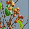 32" Berry Branch Spray - Chestnut