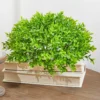 10" Boxwood 1/2 Orb