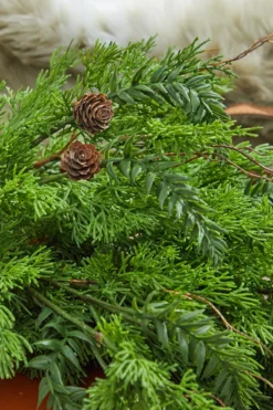32” Christmas Cedar/Hemlock Swag