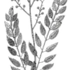 29” Glitter Smilax Berry Spray - Silver