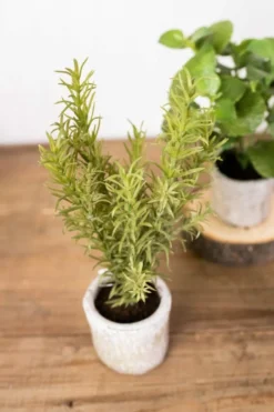 9” Herb in a Pot - Rosemary
