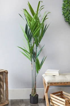 5' Kentia Palm Potted