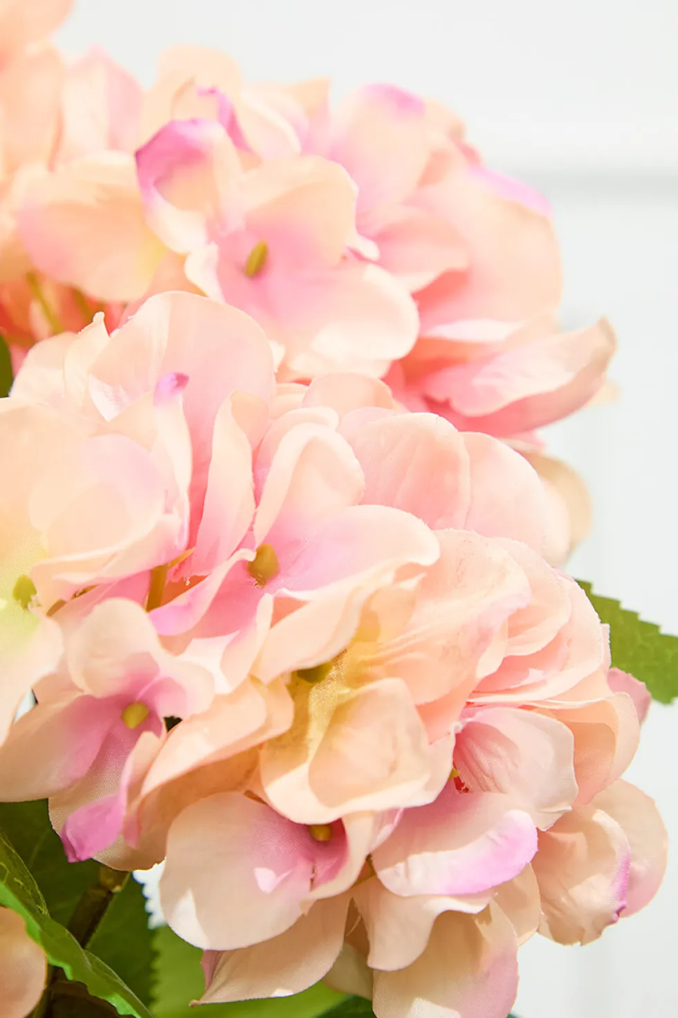 20.5" Peach Hydrangea Bush