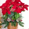 24" Potted Poinsettia