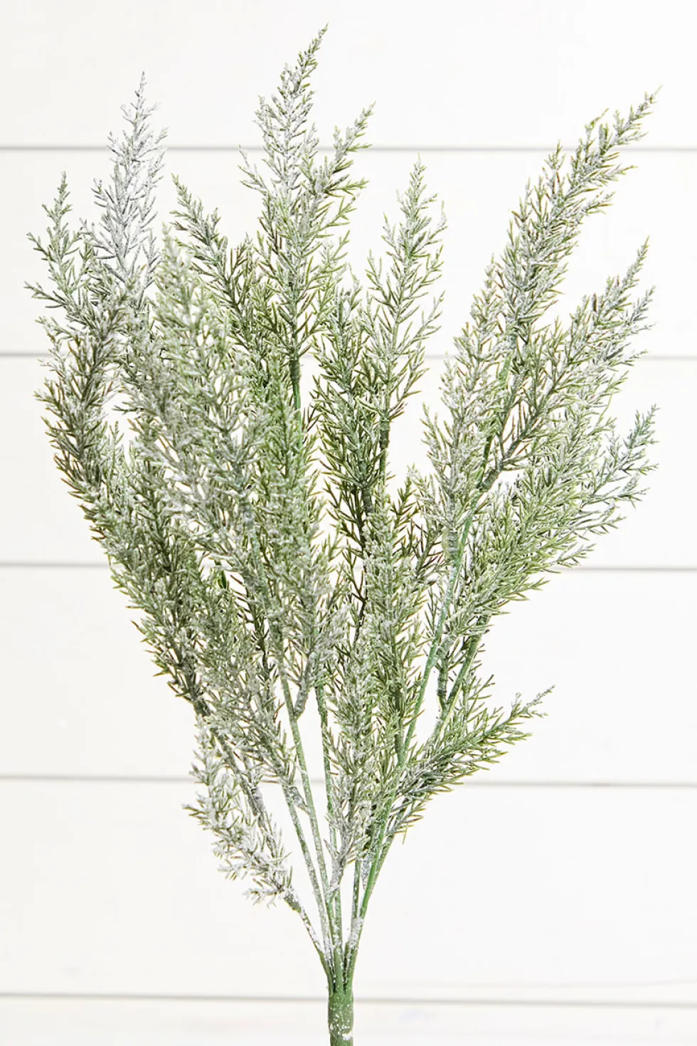 18" Snow Cedar Pine Bush