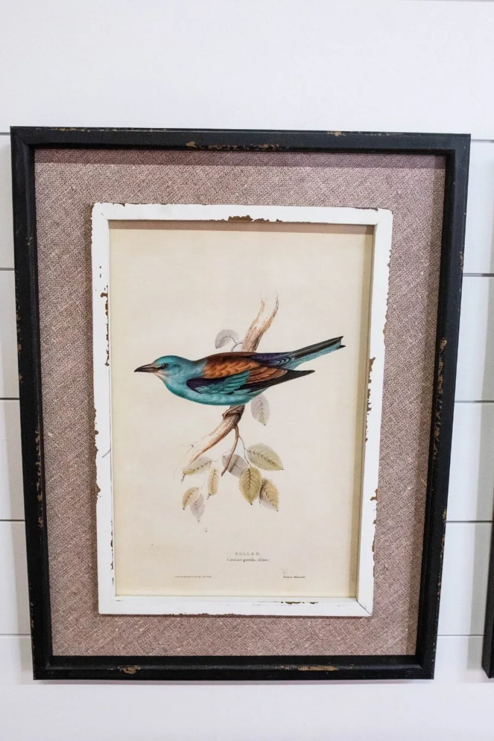 15" x 20" Framed Bird Print with Glass